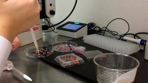 stem cells